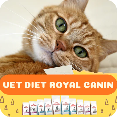 Pet Health Useful tips with regard to Should not Friend Flourishing